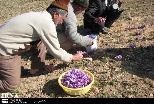 24 کیلوگرم زعفران از مزارع شهرستان فارسان برداشت شد