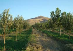 تأکید بر توسعه باغات و حفظ اراضی ملی شهرستان لردگان 