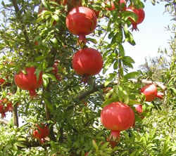 تولید 800 تن انار در باغات روستای دورک اناری 