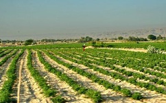 اعلام آمادگی جهاد کشاورزی چهار محال و بختیاری برای پرداخت تسهیلات به کشاورزان 