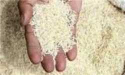 برداشت 12 هزار تن برنج از شالیزارهای چهارمحال و بختیاری