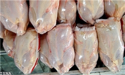 13 هزار و 66 تن مرغ گوشتی در چهارمحال و بختیاری تولید شد