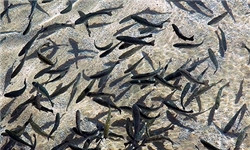 120 تن ماهی از سد کارون 4 برداشت می‌شود