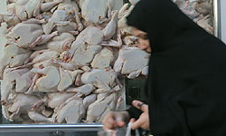 گوشت مرغ مصرفی ماه رمضان تامین شد