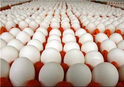 توزیع استانی تخم‌مرغ سبدکالا آغاز شد/بارگیری ۳۹۰۰تن در مرحله نخست