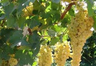 63 هزار و 165 تن انگور در استان برداشت می‎شود
