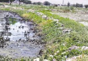 آبیاری محصولات کشاورزی با آب فاضلاب به سلامت محصولات آسیب می‏‌زند