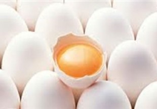 ایران دهمین تولیدکننده تخم‌مرغ جهان/ سالی ۹۱۲ هزار تن تخم‌مرغ در کشور تولید می‌شود