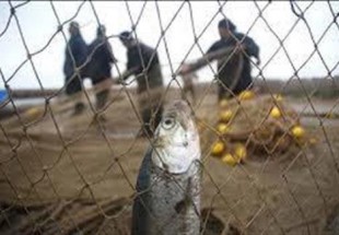 متخلفين صيد غير مجاز ماهي در اردل دستگير شدند