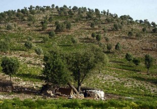 51 درصد از پوشش جنگلي استان چهارمحال و بختياري در شهرستان لردگان قرار دارد