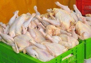 قیمت مرغ به کف رسید/ هر کیلو مرغ 5 هزار و 400 تومان