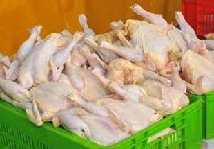 عرضه مرغ بالاي 1800 گرم در بروجن ممنوع شد
