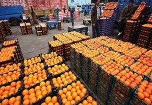 سلامت بهداشتی 140 تن نارنگی توقیفی تایید نشده /سرنوشت این محصول پاکستانی در انتظار روز های آتی