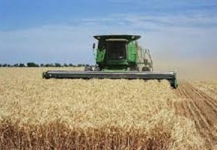 برداشت از مزارع گندم آغاز شد/پيش‌بيني توليد 30 هزار تن غلات در بروجن