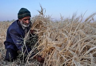 نارضايتي کشاورزان لردگاني از تاخير دولت در پرداخت مطالبات‌شان