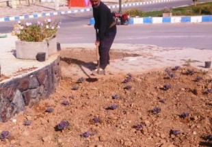 آغاز عمليات کاشت 3000 گل فصلي در سطح شهر اردل