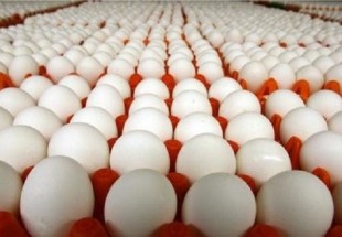 صادرات 300 هزار تن  تخم مرغ و مرغ در دو سال گذشته از کشور