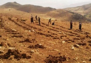 کشت گياه دارويي کرفس کوهي در 115 هکتار از اراضي روستاي رستم آباد