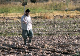 تجمع کشاورزان مقابل بخشداری گندمان/بخشدار: تکذیب می کنم