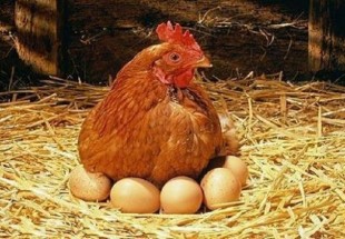 توليد سالانه سه هزار و 200 تن تخم‌مرغ در استان/توليد گوشت مرغ در استان به اندازه نياز مصرف مردم است