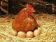 توليد سالانه سه هزار و 200 تن تخم‌مرغ در استان/توليد گوشت مرغ در استان به اندازه نياز مصرف مردم است