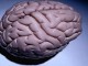 شبکه ژن بیماری «صرع» در مغز شناسایی شد