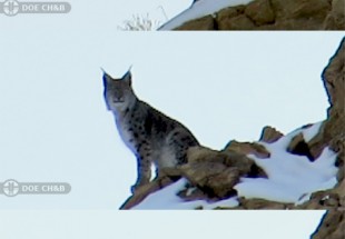 گونه گربه سان "سياه گوش" براي اولين بار در چهارمحال و بختياري ثبت شد