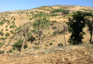 چراي مفرط دام در مراتع از عوامل تخريب جنگل هاي استان است