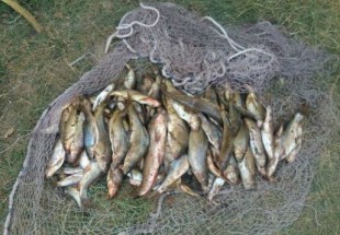 کشف 200 قطعه ماهي از صياد متخلف در مخزن سد کارون چهار