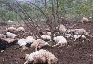 85 رأس گوسفند بر اثر صاعقه در لردگان تلف شدند