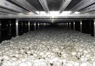 قلعه ممکا دهکده پرورش قارچ در کشور/توليد 6000 تن قارچ دکمه‌اي در چهارمحال و بختياري