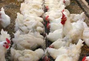 کشف و معدوم‌سازي 700 کيلوگرم مرغ زنده در لردگان