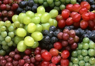 جشنواره "انگور" در بخش ناغان برگزار می شود
