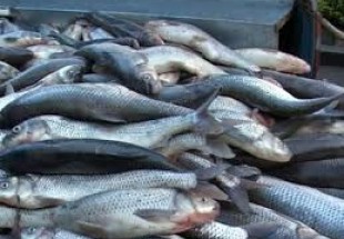 صادرات 9تن ماهی قزل آلا از چهارمحال و بختیاری به روسیه