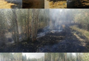 درختان حاشيه رودکيار خاکستر شدند/افزایش وسعت آتش سوزی به دلیل عدم حضور به موقع نیروهای آتشنشانی