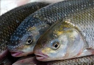 200 کيلوگرم ماهي آلوده به "مالاشيت گرين" در بروجن معدوم شد