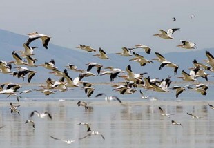 حضور 85 هزار پرنده مهاجر در تالاب هاي بروجن