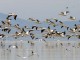 حضور 85 هزار پرنده مهاجر در تالاب هاي بروجن