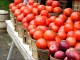 خوردن سیب و گوجه فرنگی آسیب ریوی را بهبود می بخشد