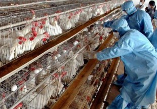 چهار شهرستان چهارمحال وبختیاری در لیست قرنطینه آنفلوآنزای پرندگان قرار گرفتند