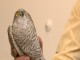 يک بهله پرنده شکاري مصدوم به حفاظت محيط زيست چهارمحال و بختياري تحويل داده شد