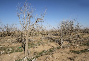چنبره خشکسالی بر بام ایران/بحران آب، الگوی کشت پرآب‌ترین استان کشور را دستخوش تغییر کرد