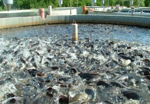 چهارمحال و بختیاری رتبه نخست تولید ماهی‌های سردابی در کشور را دارد