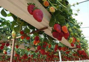 تولید 50 تن توت فرنگی در چهارمحال و بختیاری