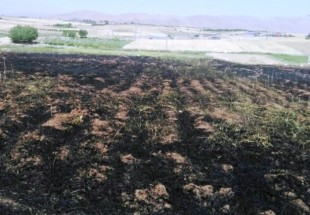 مهار آتش سوزي در دشت اردل/دو هزارمتر مربع مزرعه گندم سوخت