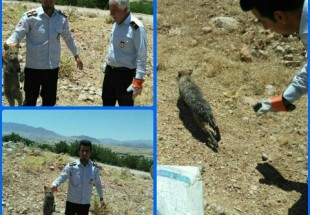نجات توله گرگ گرفتار در استخر آب کشاورزي در دشت اردل
