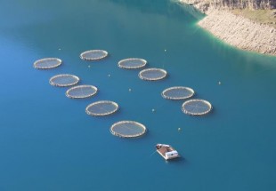 تولید و پرورش ۱۰۰۰ تن ماهی قزل آلای رنگین کمان در قفس