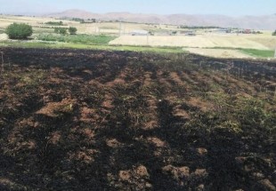 1000 مترمربع از مزارع گندم اردل در آتش سوخت