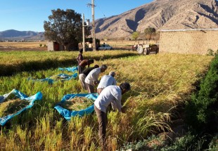 آغاز برداشت برنج از اراضي زراعي شهرستان لردگان+ تصاوير