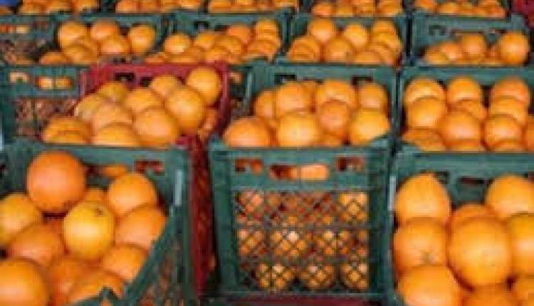 ذخیره‌سازی هزار و 50تن میوه شب عید در سردخانه‌های چهارمحال و بختیاری
